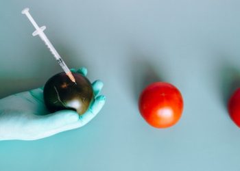 sons of anakim - medical fruits