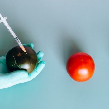 sons of anakim - medical fruits